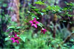 Salmon Berries