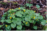 Yellow Flowers